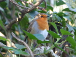 FZ009477 Robin on branch.jpg